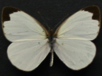 Elodina parthia - Adult